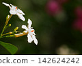 White Ceylon Wrightia blooming against a dark background 142624242