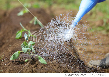 Girls doing watering Girls doing watering 142624302