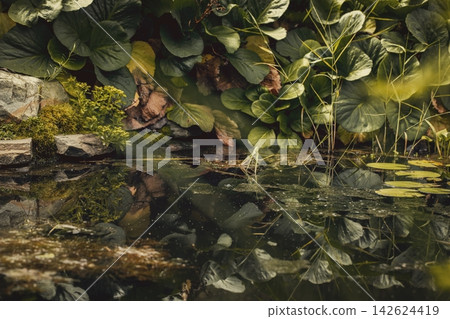 Authentic pond biotope with lush bergenia foliage reflections on still dark water surface surrounded by natural stones and aquatic plants, cinematic natural background. Authentic pond biotope with lush bergenia foliage reflections on still dark water surface surrounded by natural stones and aquatic plants, cinematic natural background. 142624419
