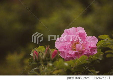 Vintage floral nature background with blooming pink wild rose and soft focus green leaves, copy space Vintage floral nature background with blooming pink wild rose and soft focus green leaves, copy space 142624421