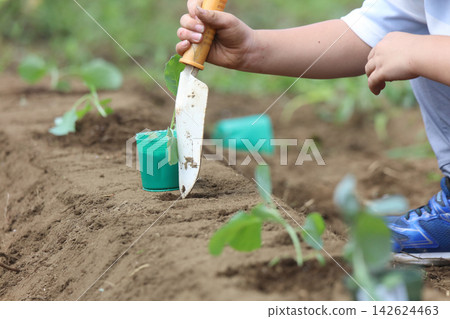 一個男孩正在種植蔬菜幼苗 142624463