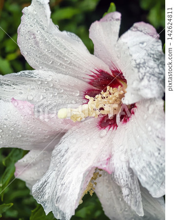 Close up view of a flower with droplets of water on its petals in a garden setting 142624811