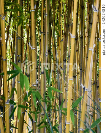 Bamboo grove with tall yellow stalks and green leaves swaying in the gentle breeze Bamboo grove with tall yellow stalks and green leaves swaying in the gentle breeze 142624816