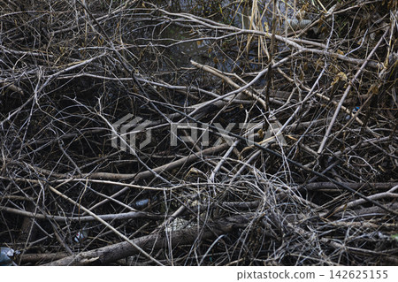 Rising Fresh Water Around Dead Trees Rising Fresh Water Around Dead Trees 142625155