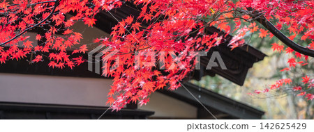japan beautiful maple leaf travel background maple maple leaf japan beautiful maple leaf travel background maple maple leaf 142625429