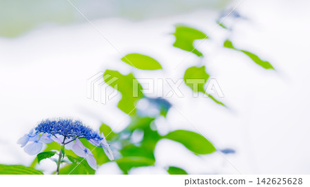 繡球花盛開在水邊 繡球花盛開在水邊 142625628
