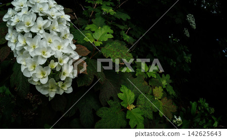 Oakleaf hydrangeas blooming in the darkness 142625643