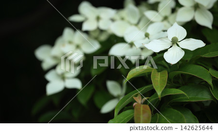White dogwood blossoms floating in the darkness White dogwood blossoms floating in the darkness 142625644