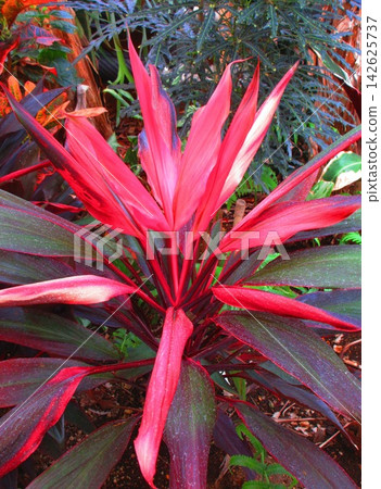 一片朱蕉(Cordyline fruticosa)葉叢。 一片朱蕉(Cordyline fruticosa)葉叢。 142625737