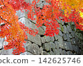 金澤城公園的秋景：巍峨的石牆與色彩斑斕的紅楓葉交相輝映。 142625746