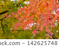 金澤城公園的秋天：楓葉呈現出由綠色到紅色的漸層色。 142625748