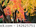 金澤城公園的秋天：黃葉和紅葉像垂枝一樣從樹幹上伸展開來。 142625751