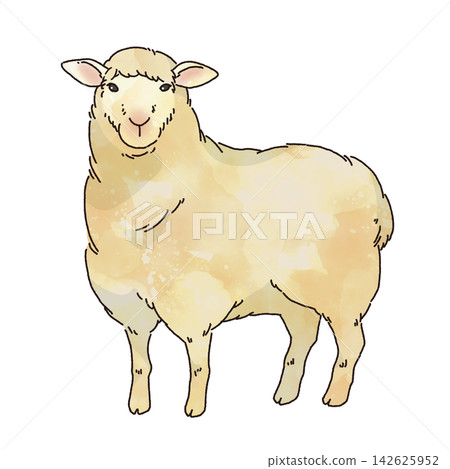簡單的水彩風格綿羊插圖 簡單的水彩風格綿羊插圖 142625952