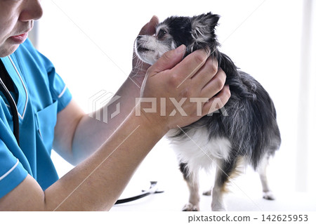 犬類身體檢查、獸醫、動物醫院、吉娃娃 犬類身體檢查、獸醫、動物醫院、吉娃娃 142625953