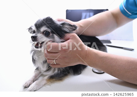 犬類身體檢查、獸醫、動物醫院、吉娃娃 犬類身體檢查、獸醫、動物醫院、吉娃娃 142625965