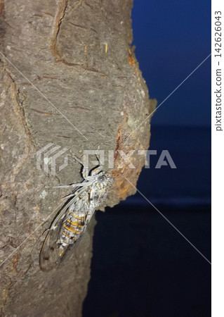 grey cicada bug sitting on textured tree bark close up at twilight 142626043