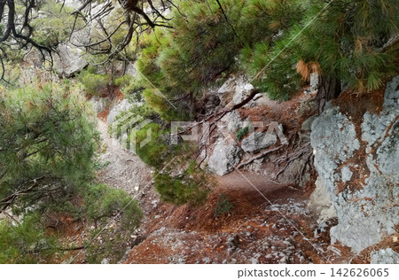 a narrow mountain forest path winding through large tree roots, rocks, and green pine foliage a narrow mountain forest path winding through large tree roots, rocks, and green pine foliage 142626065