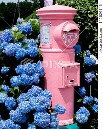 A pink mailbox surrounded by blue hydrangeas A pink mailbox surrounded by blue hydrangeas 142626146