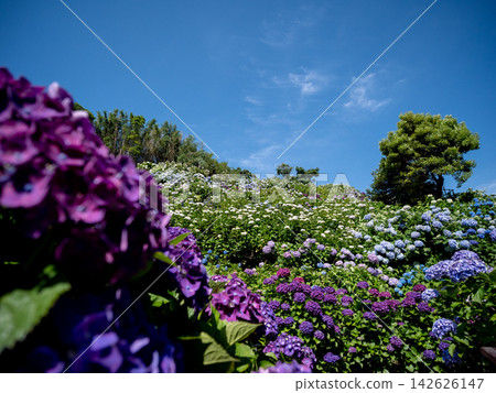 A hill under a blue sky, covered with blooming hydrangeas. A hill under a blue sky, covered with blooming hydrangeas. 142626147