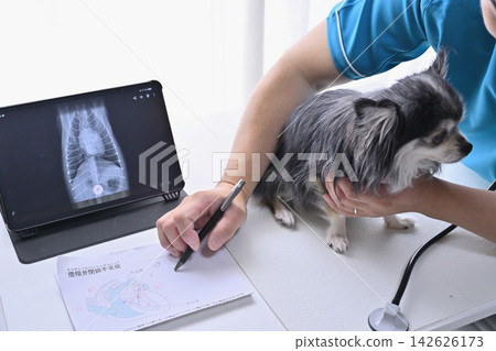 獸醫在動物醫院講解狗狗的症狀和疾病(吉娃娃) 獸醫在動物醫院講解狗狗的症狀和疾病(吉娃娃) 142626173