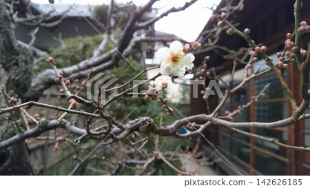 梅花開始綻放 梅花開始綻放 142626185