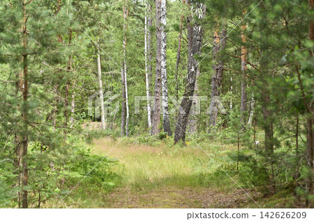 Scenic pine forest with slender trunks, green foliage, mossy ground, 142626209
