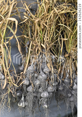 Garlic hangs upside down for drying with bulbs, roots, and long stems in rustic storage area. Garlic hangs upside down for drying with bulbs, roots, and long stems in rustic storage area. 142626219