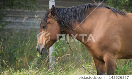 Horse standing in grassy field with natural rural landscape, Horse standing in grassy field with natural rural landscape, 142626227