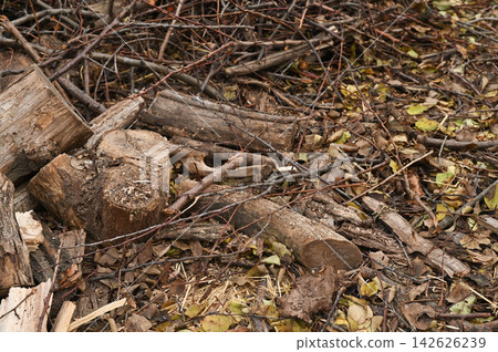 Branches lying on forest ground covered with fallen leaves and wood chips. Branches create rough natural texture with twigs and bark, autumn season detail, outdoor background, ecology concept, Branches lying on forest ground covered with fallen leaves and wood chips. Branches create rough natural texture with twigs and bark, autumn season detail, outdoor background, ecology concept, 142626239