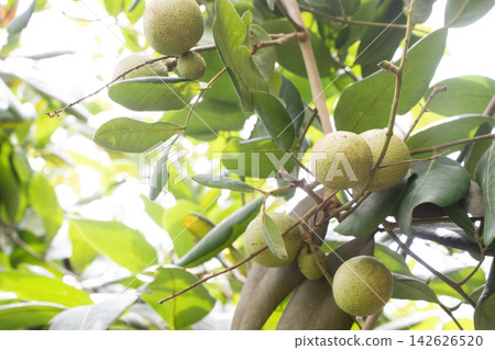 Longan fruit on tree in farm for harvest are cash crops Longan fruit on tree in farm for harvest are cash crops 142626520