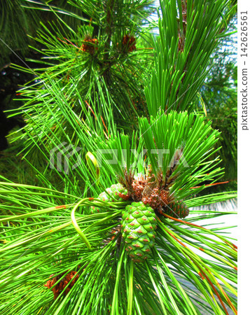 A landscape of pine needles and pine cones from pine trees. A landscape of pine needles and pine cones from pine trees. 142626561
