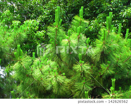 A landscape of pine needles and pine cones from pine trees. A landscape of pine needles and pine cones from pine trees. 142626562