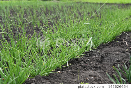 Fresh onion leaves develop near deep organic ground furrow. Fresh onion leaves develop near deep organic ground furrow. 142626664