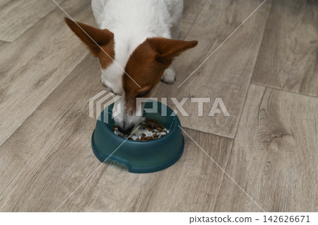 Hungry Jack Russell dines from green dish at home. Hungry Jack Russell dines from green dish at home. 142626671