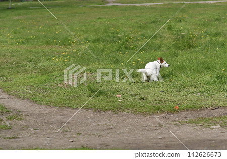 Jack Russell dog defecating on green lawn beside pathway in urban setting. 142626673