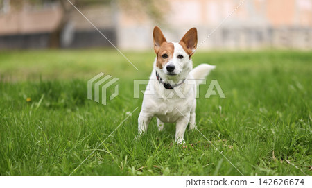 Jack Russell dog standing on green grass in park area during outdoor walk. Jack Russell dog standing on green grass in park area during outdoor walk. 142626674