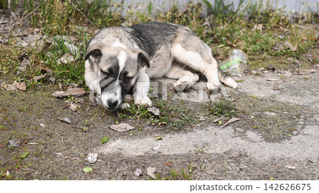 Sad dog waits on messy earth path near rusty street fence. 142626675