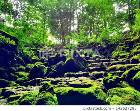 Stone steps in a mystical forest, enveloped in moss and deep green. Stone steps in a mystical forest, enveloped in moss and deep green. 142627295