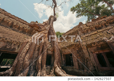 塔布隆寺的巨大根系 塔布隆寺的巨大根系 142627507