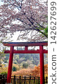 Mount Mitake: A Japanese shrine landscape adorned with cherry blossoms and torii gates. 142627699