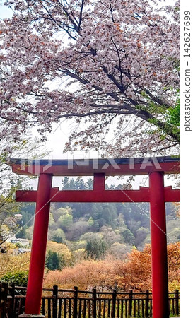禦嶽山:日本神社景觀,遍佈櫻花和鳥居。 禦嶽山:日本神社景觀,遍佈櫻花和鳥居。 142627699