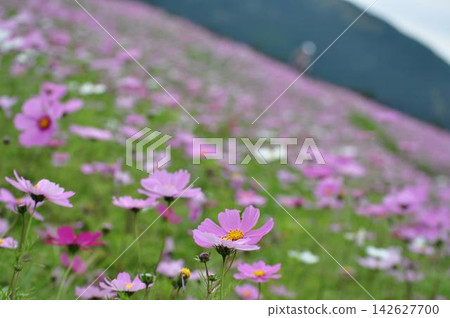 秋日美景,波斯菊盛開。 秋日美景,波斯菊盛開。 142627700
