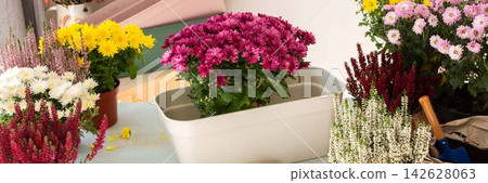 Decoration terrace with vibrant fall flowers like chrysanthemums and heather in pots, creating a cozy and colorful outdoor environment for autumn, banner 142628063