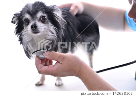 Veterinarian examining a dog; animal hospital; stethoscope; Chihuahua Veterinarian examining a dog; animal hospital; stethoscope; Chihuahua 142628102
