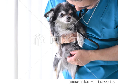 獸醫正在幫狗做檢查;動物醫院;聽診器;吉娃娃 獸醫正在幫狗做檢查;動物醫院;聽診器;吉娃娃 142628110