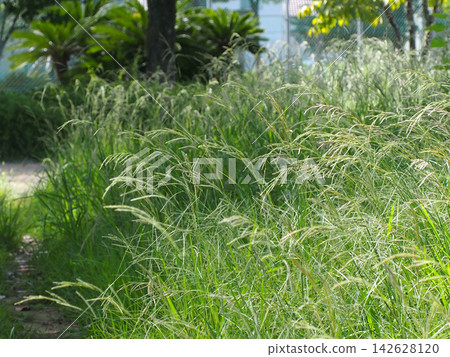 Weeds in the park bathed in autumn sunlight (including goosegrass and crabgrass in bloom) Weeds in the park bathed in autumn sunlight (including goosegrass and crabgrass in bloom) 142628120