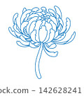 Chinese chrysanthemum flower line art isolated on white. Traditional Japanise chrysanth blossom outline. Beautiful monochrome sketch of mum bloom 142628241