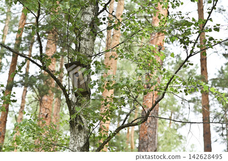 Wooden birdhouse nestled in green birch foliage stands in pine forest outdoors. Wooden birdhouse nestled in green birch foliage stands in pine forest outdoors. 142628495