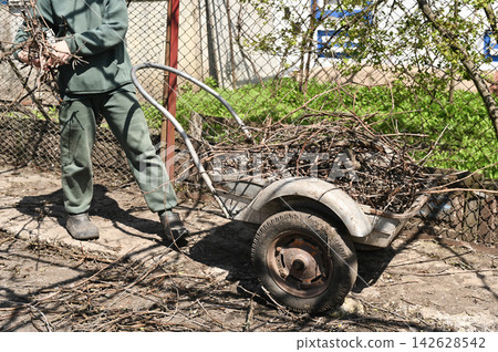 Garden cart loaded with dry branch in rural yard near fence. 142628542