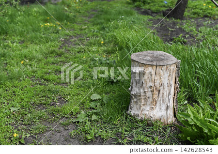Stump in rural garden ground surrounded by grass and plants. Stump in rural garden ground surrounded by grass and plants. 142628543